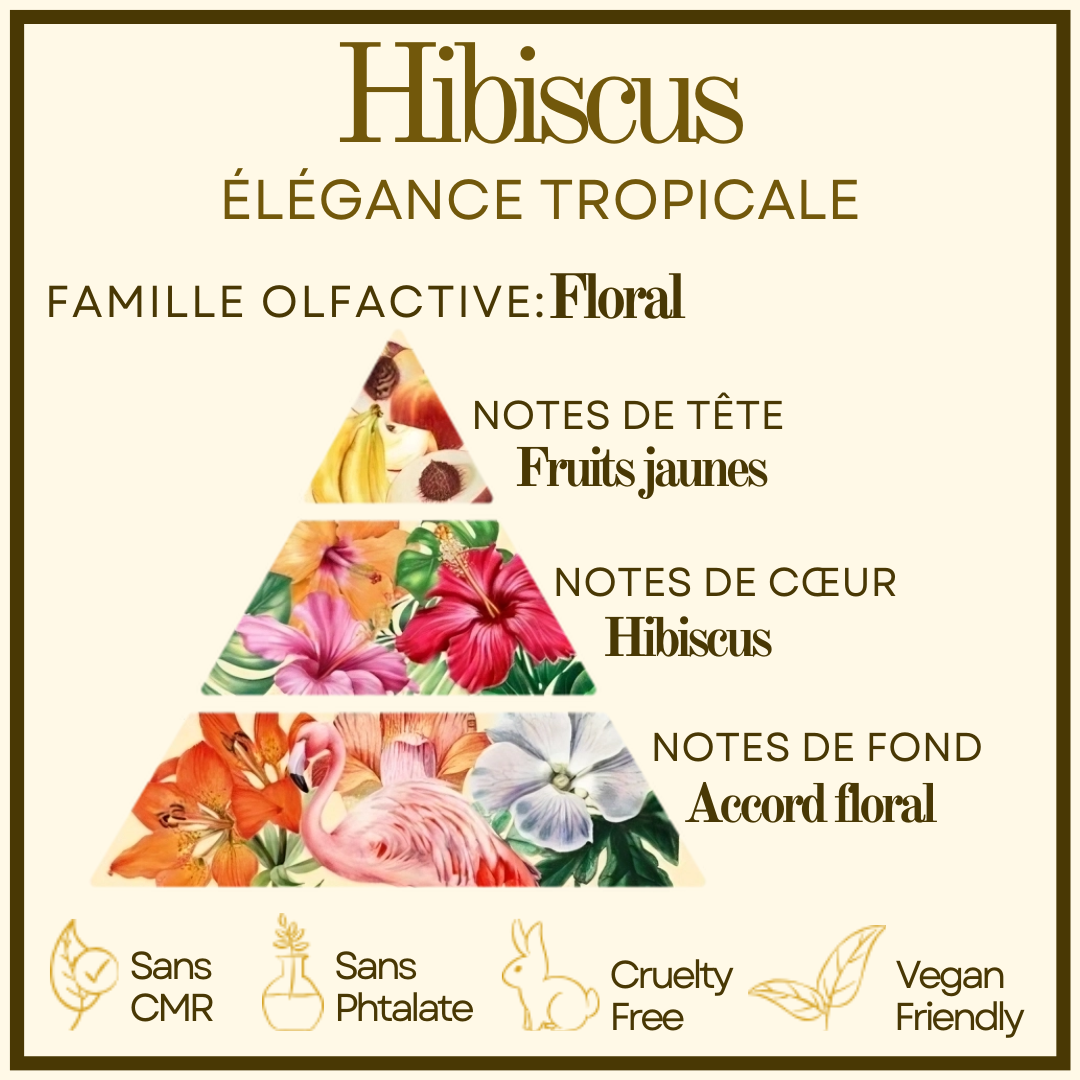 Hibiscus Cocon de cire
